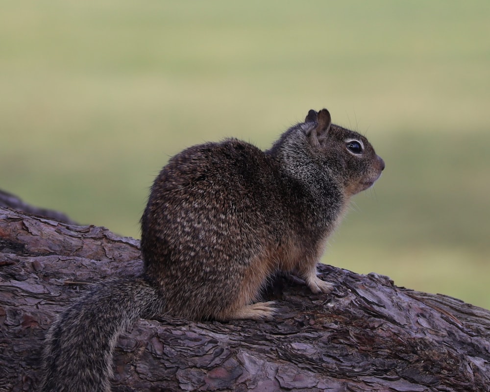 brown squirrel on brown tree trunk during daytime