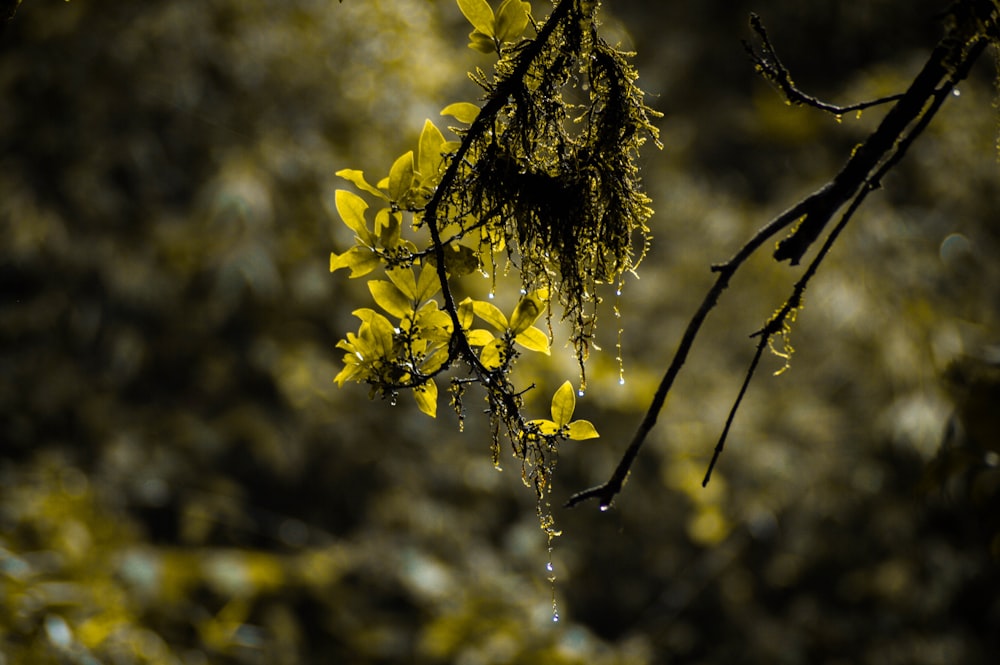 yellow flower in tilt shift lens