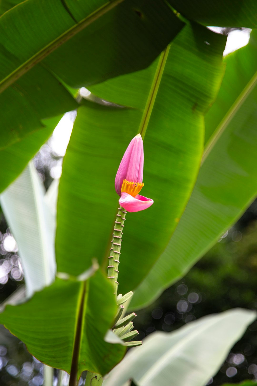 purple flower bud in tilt shift lens