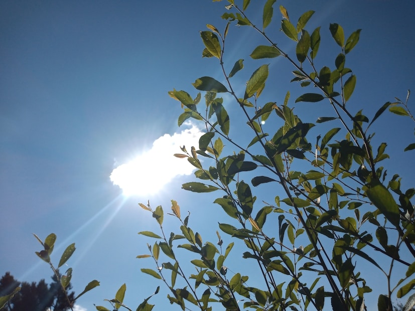 Sunlight shines brightly through a mass of green leaves against a clear blue sky. The sun creates a radiant glow, illuminating parts of the leaves and casting shadows.