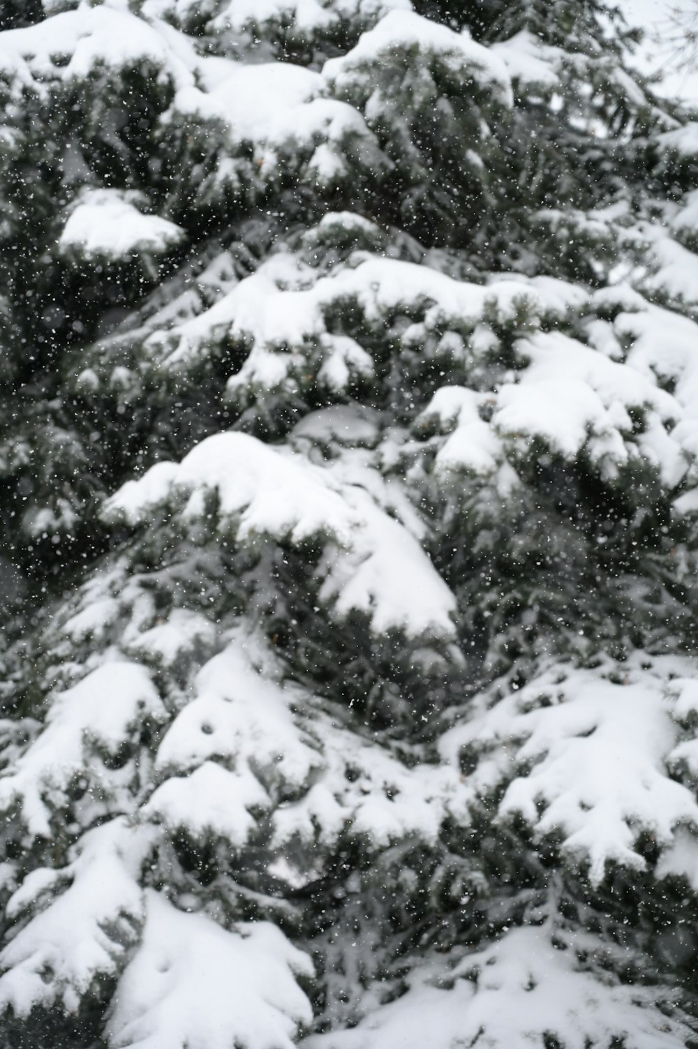 green pine tree covered with snow