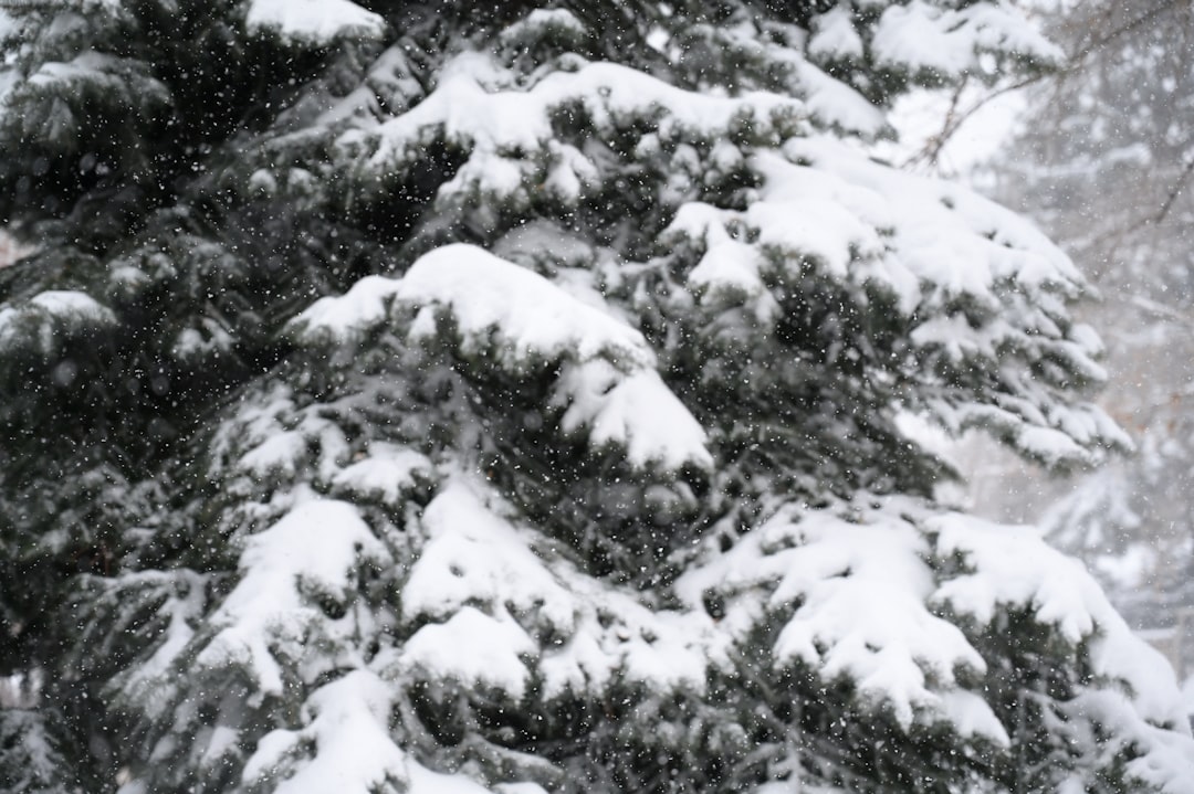 green pine tree covered with snow