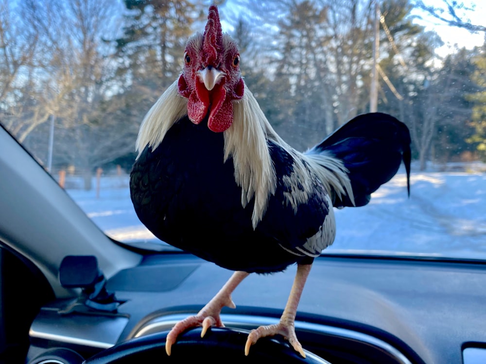 black and white rooster on blue car