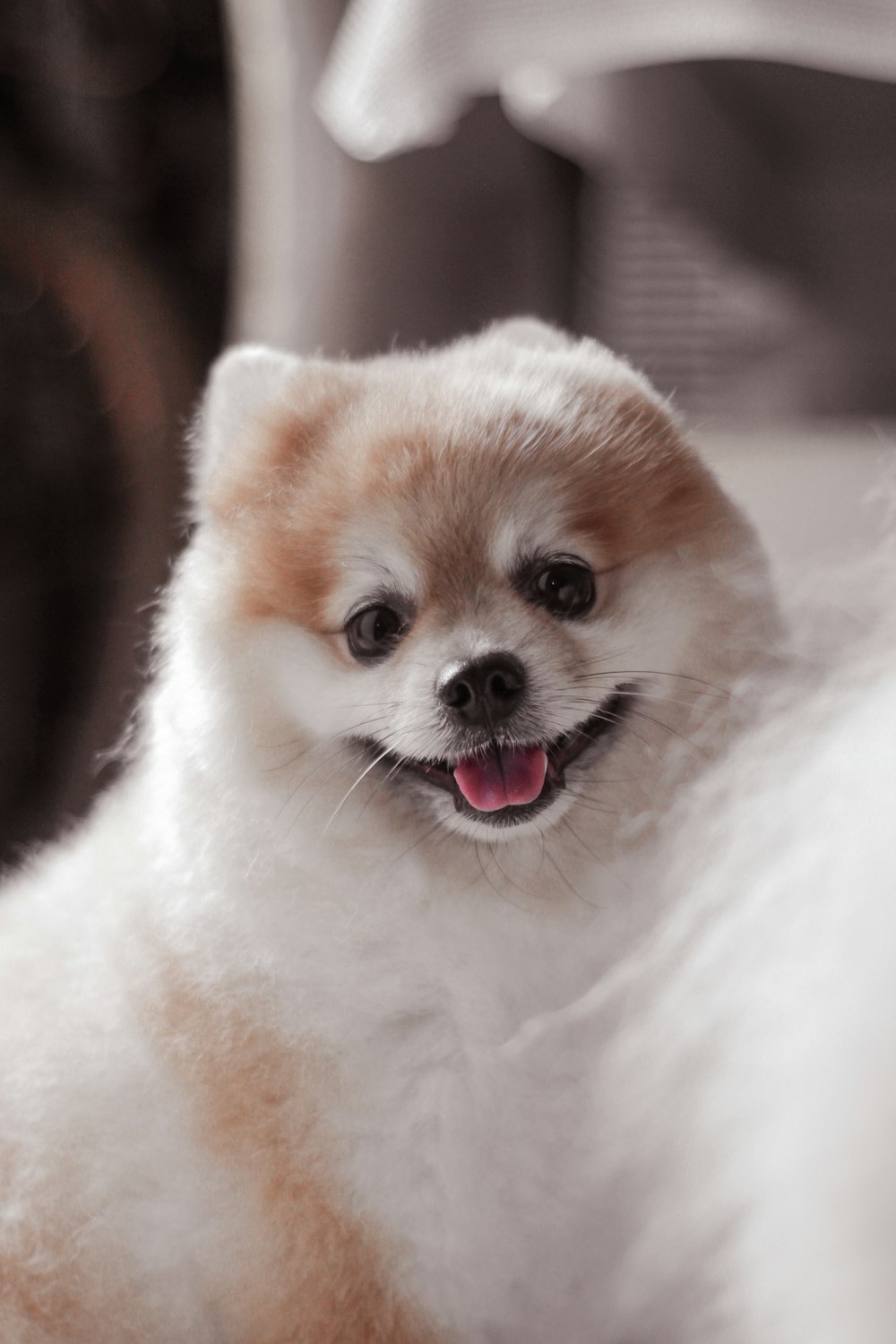 白と茶色のポメラニアンの子犬の写真 Unsplashで見つけるグレーの無料写真