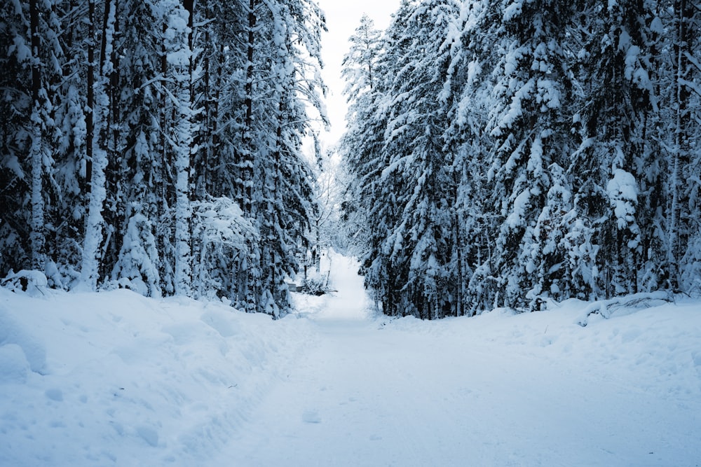 snow covered trees during daytime