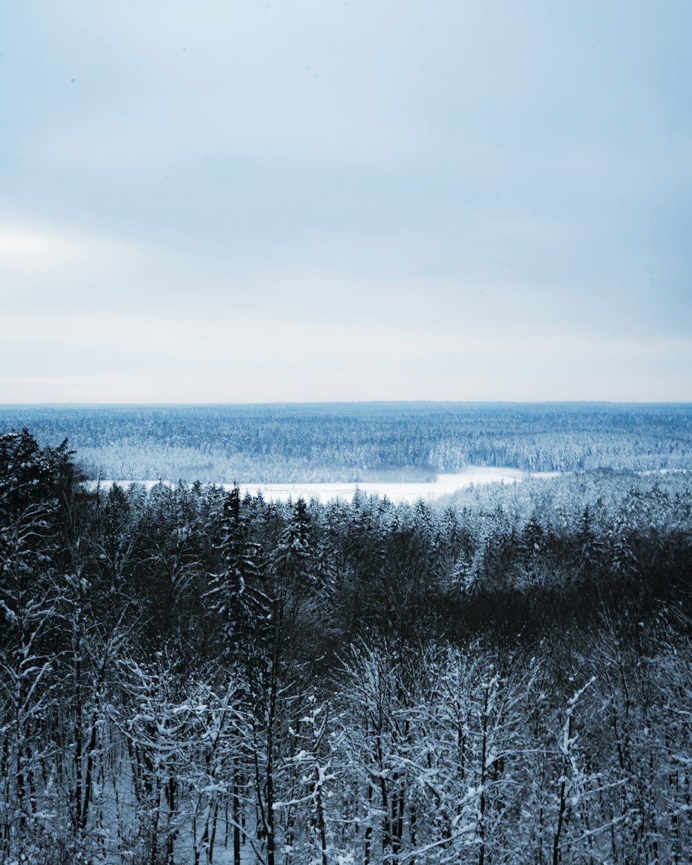 gray trees under gray sky