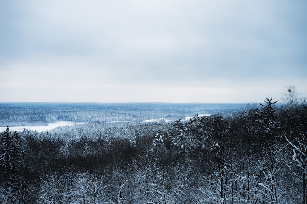 gray scale photo of trees near body of water