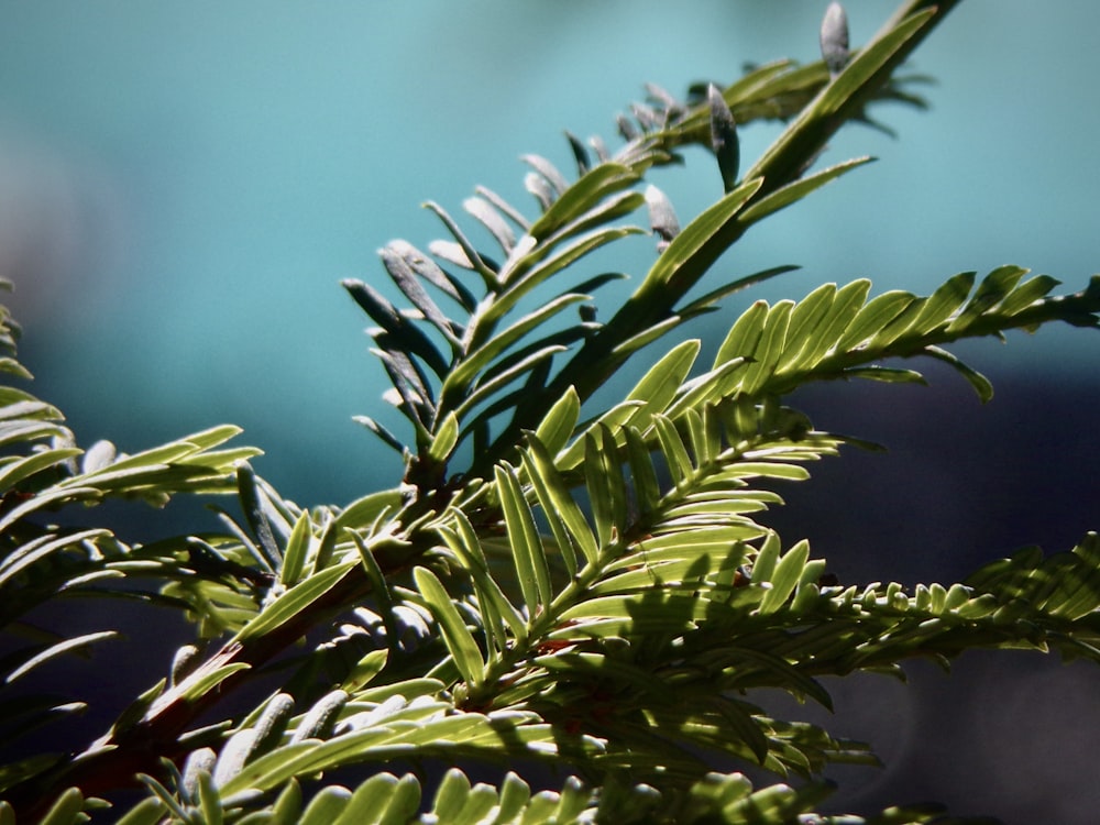 folhas verdes na fotografia de perto