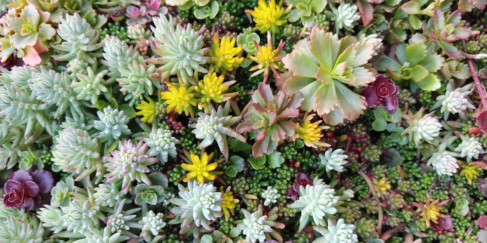 yellow and purple flowers with green leaves