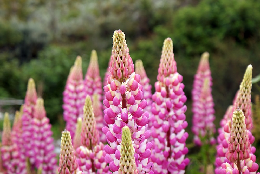 purple flowers in tilt shift lens