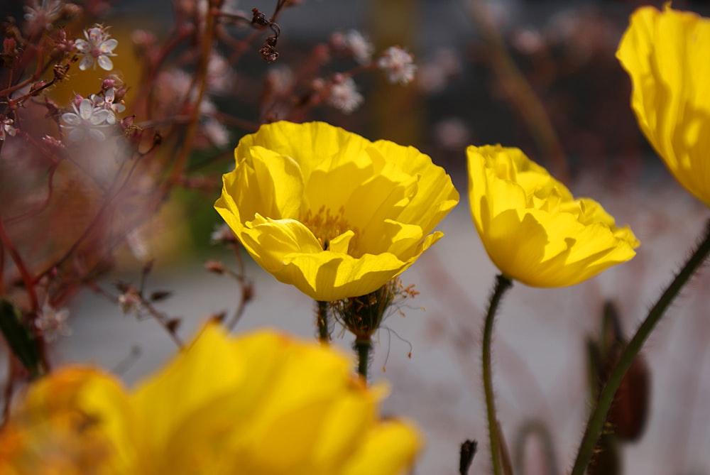 yellow flower in tilt shift lens