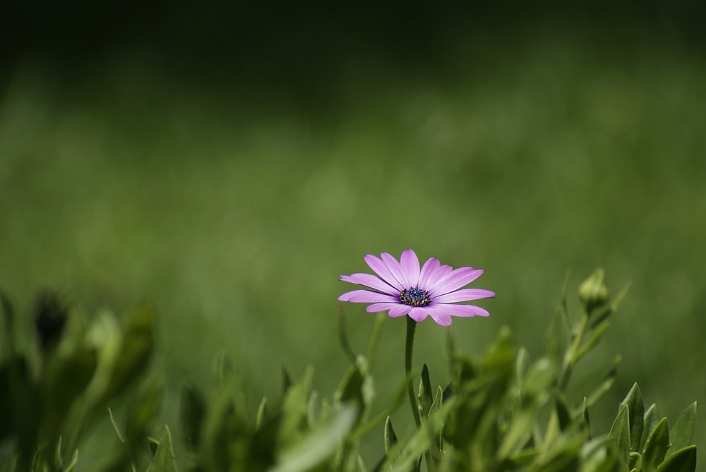 purple flower in tilt shift lens