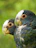 Two parrots with predominantly dark green and blue feathers are sitting closely together. They have white markings on their heads and light beige beaks, with alert and curious expressions on their faces. The background is a blurred green, suggesting a natural outdoor setting.
