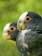 Two parrots with predominantly dark green and blue feathers are sitting closely together. They have white markings on their heads and light beige beaks, with alert and curious expressions on their faces. The background is a blurred green, suggesting a natural outdoor setting.