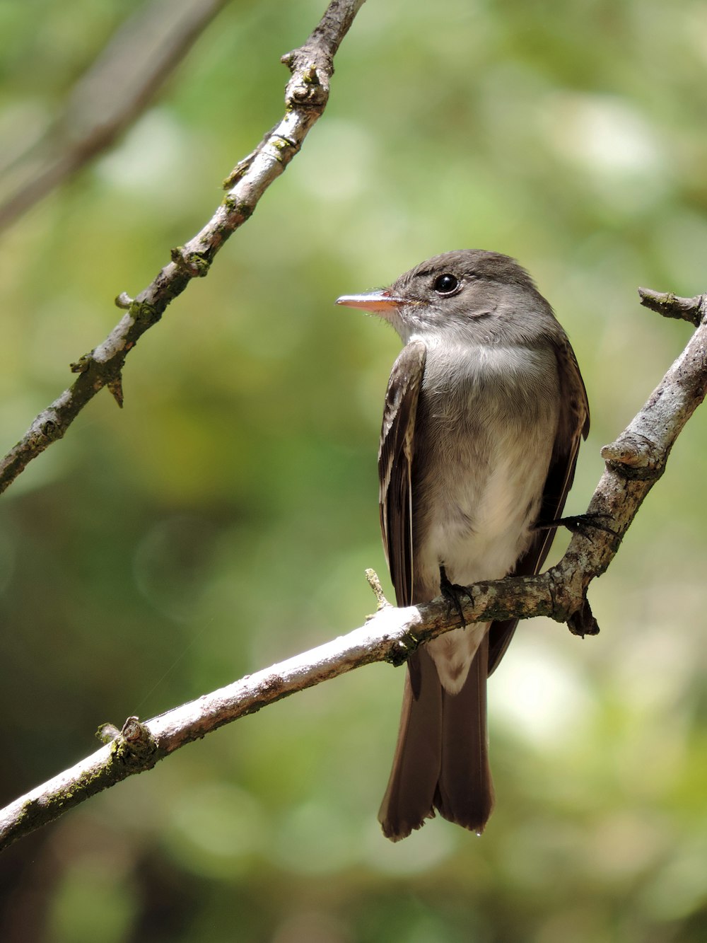 昼間、茶色の木の枝にとまる茶色と黒の鳥