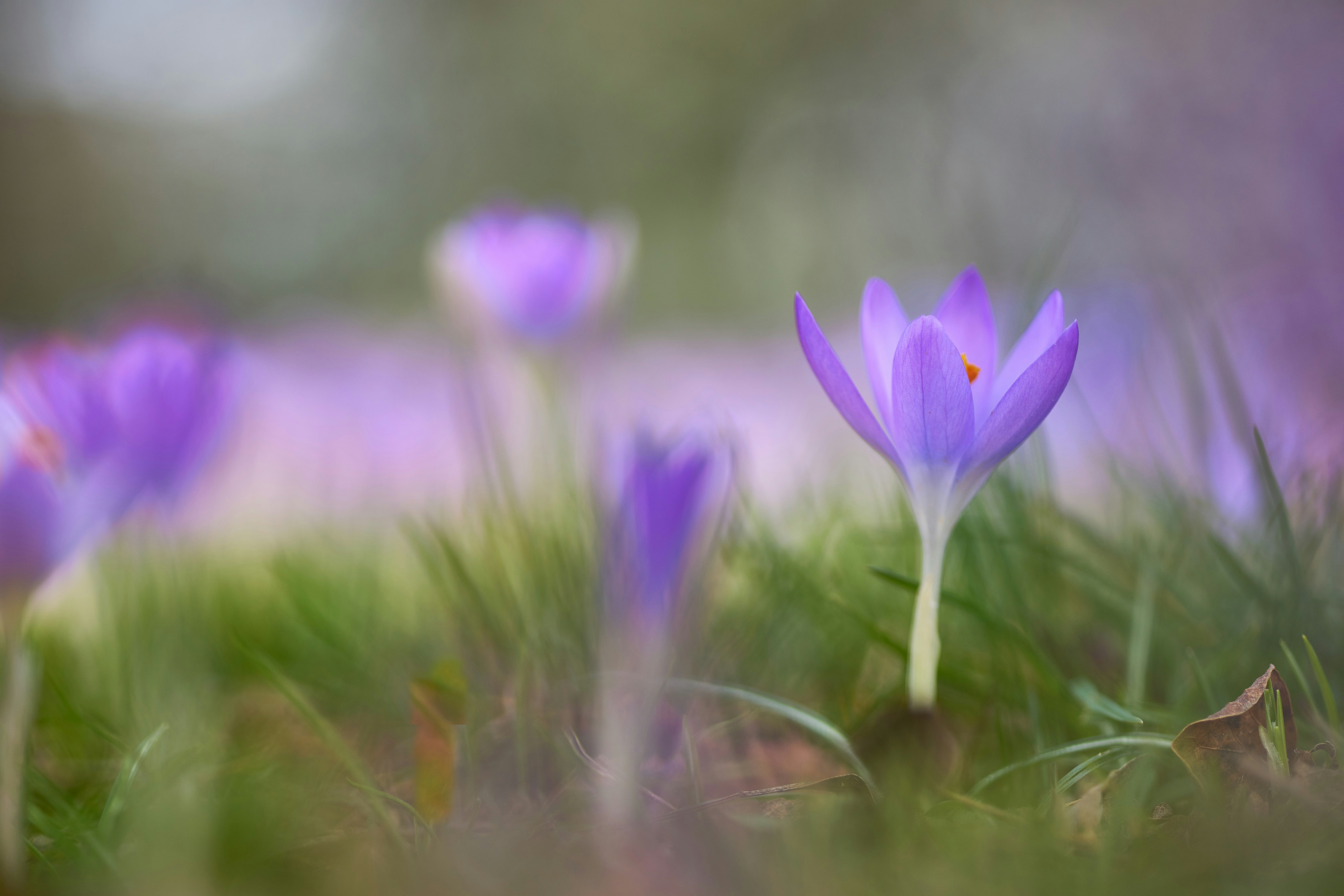 Photo by wolfgang_hasselmann