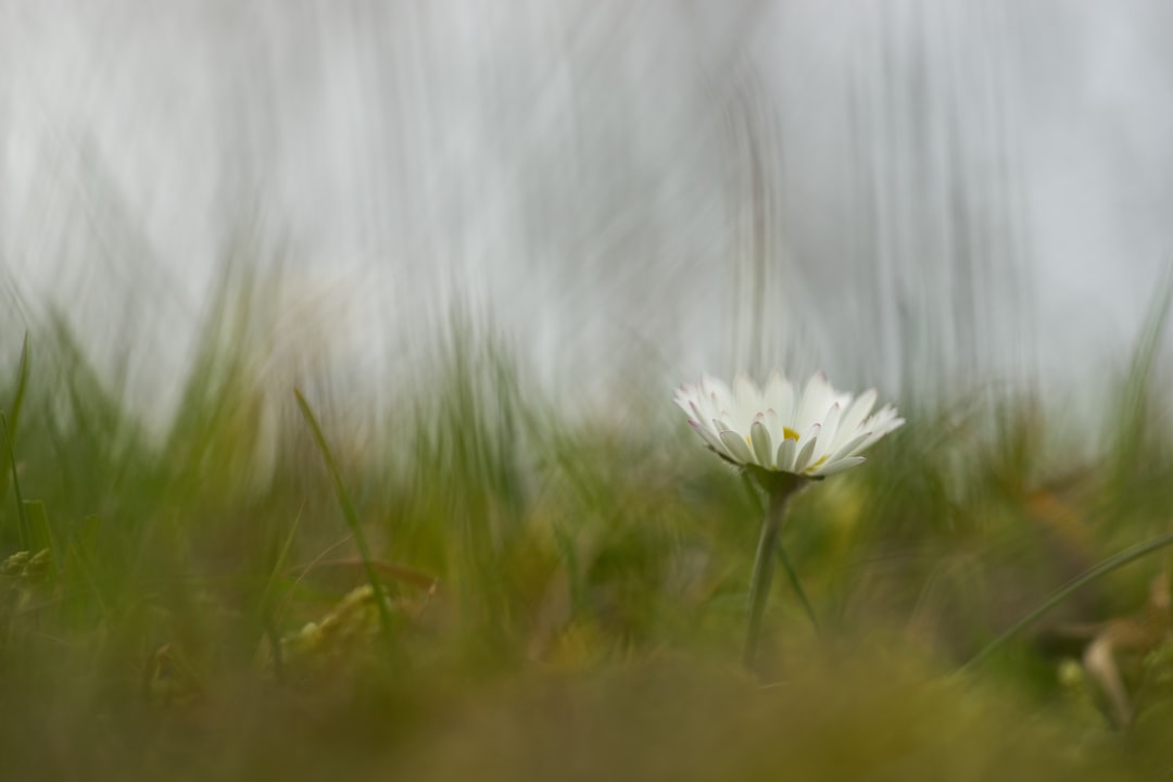 white daisy flower in bloom during daytime