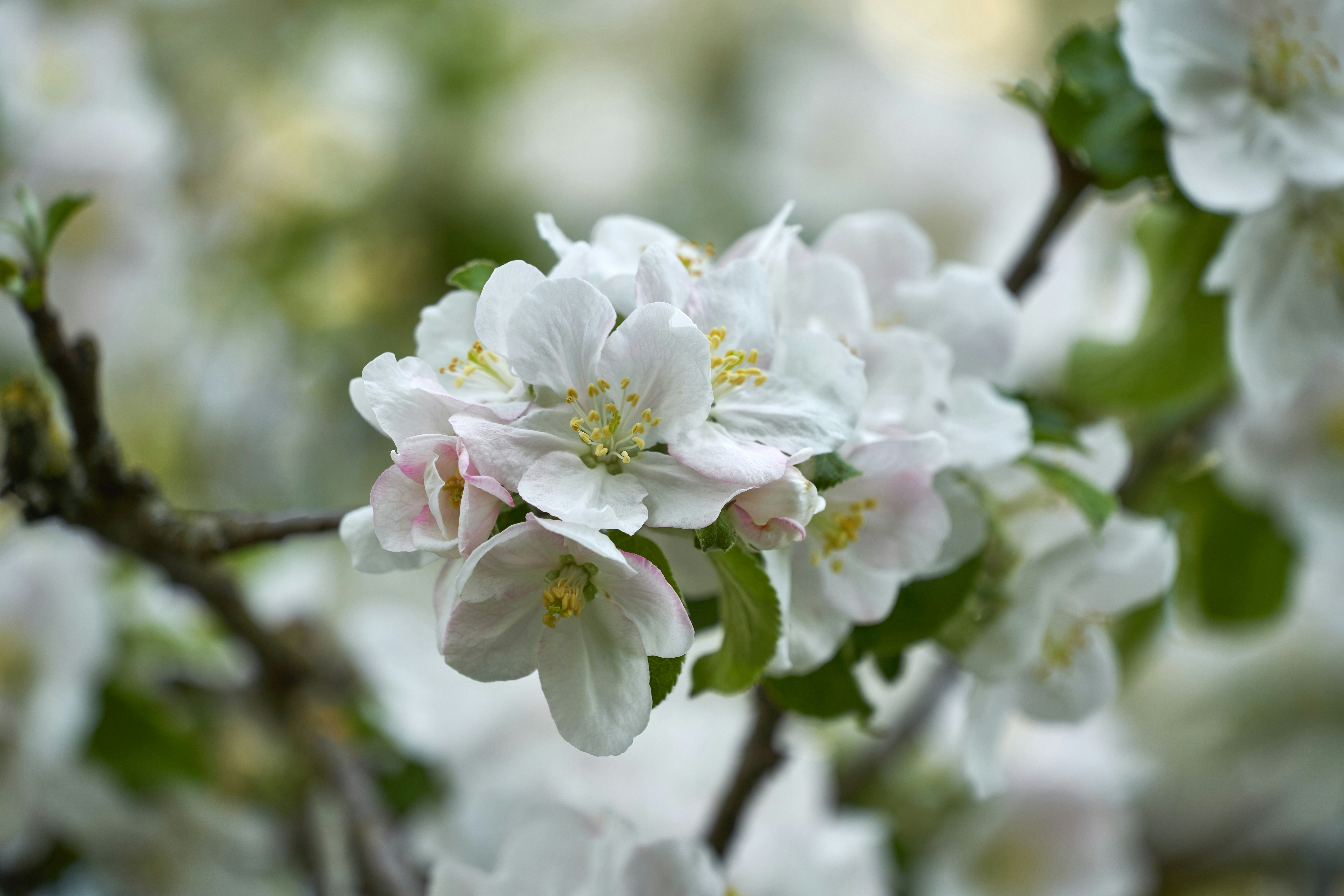 Photo by wolfgang_hasselmann