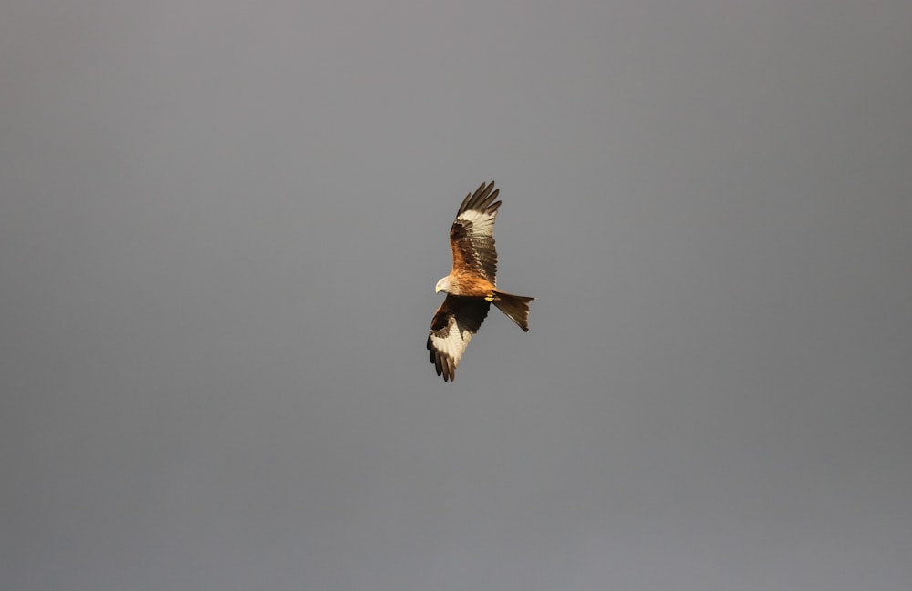 brown and white bird flying under gray sky