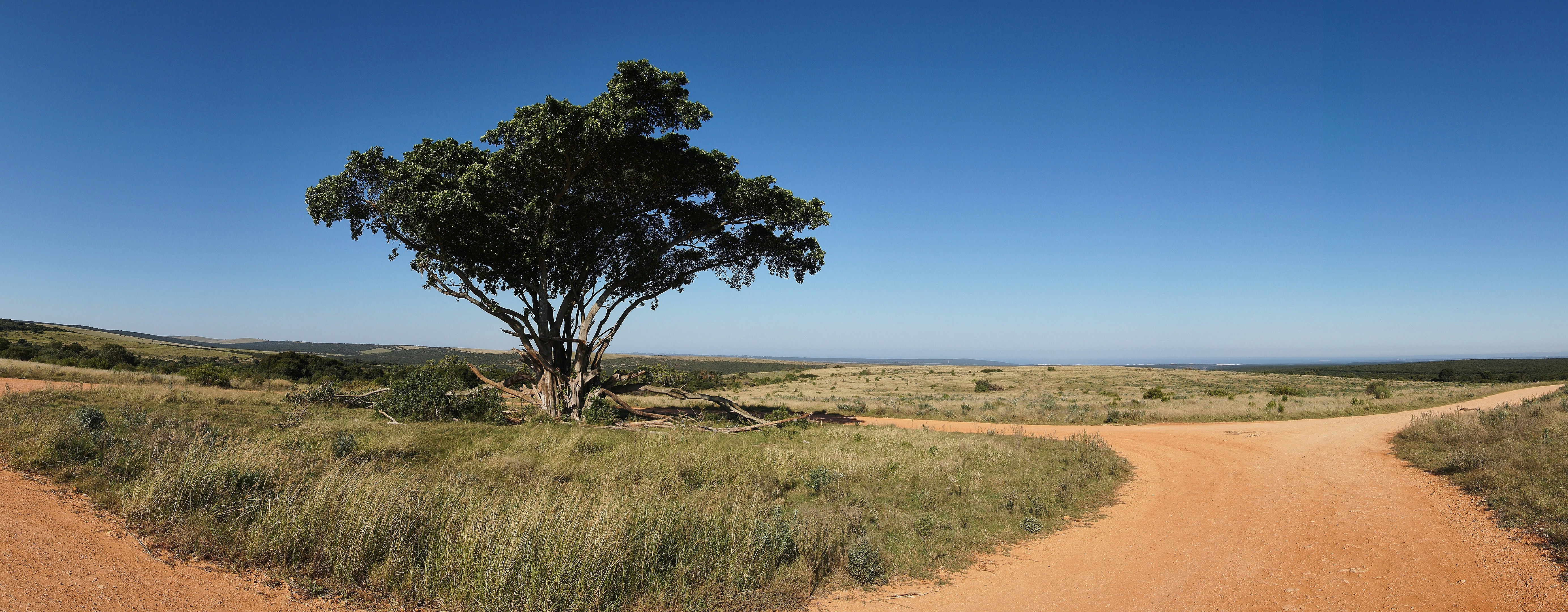 Photo by wolfgang_hasselmann