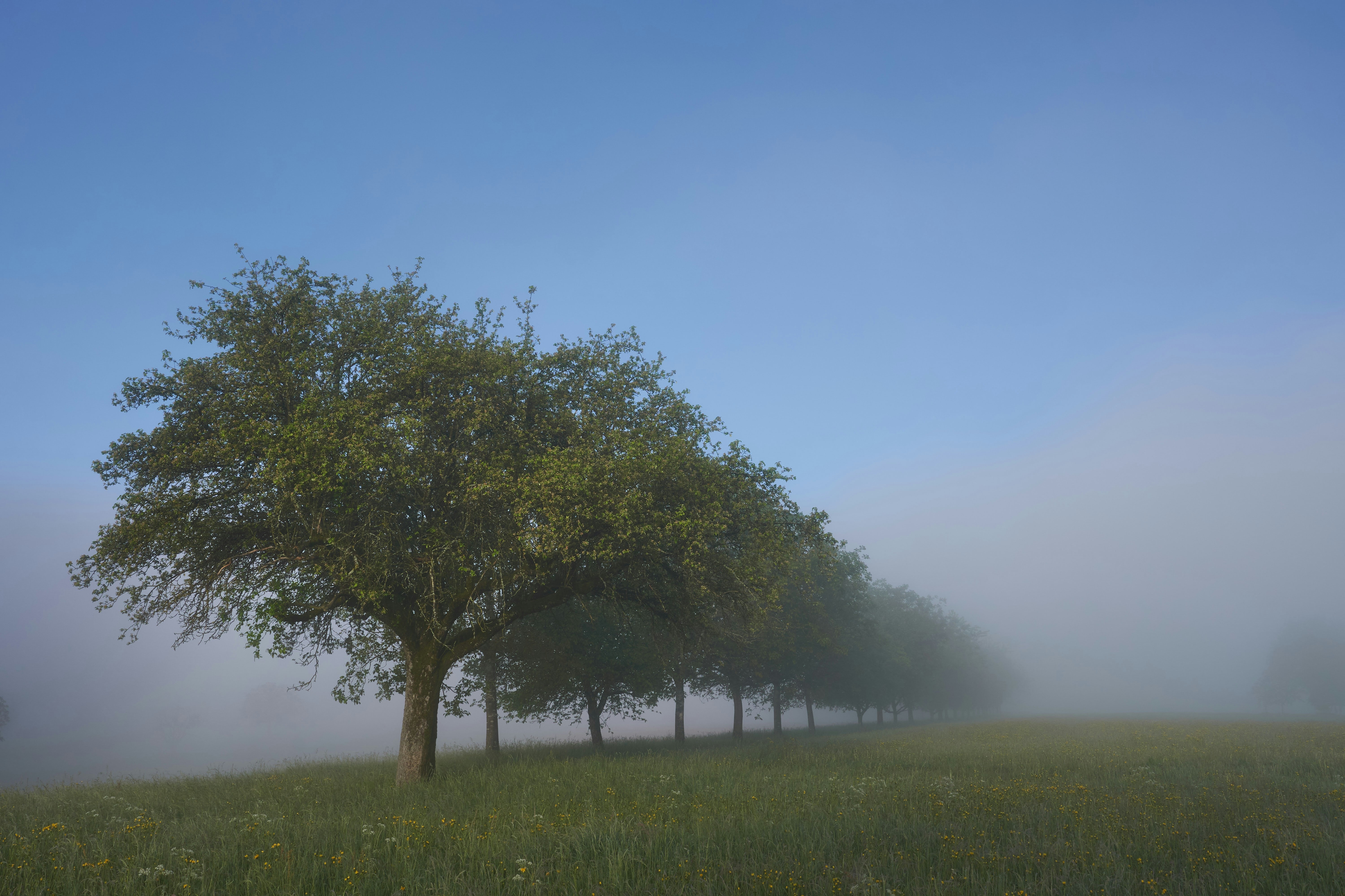 Photo by wolfgang_hasselmann