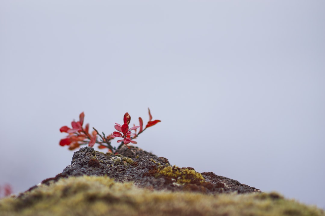 red flowers on green grass