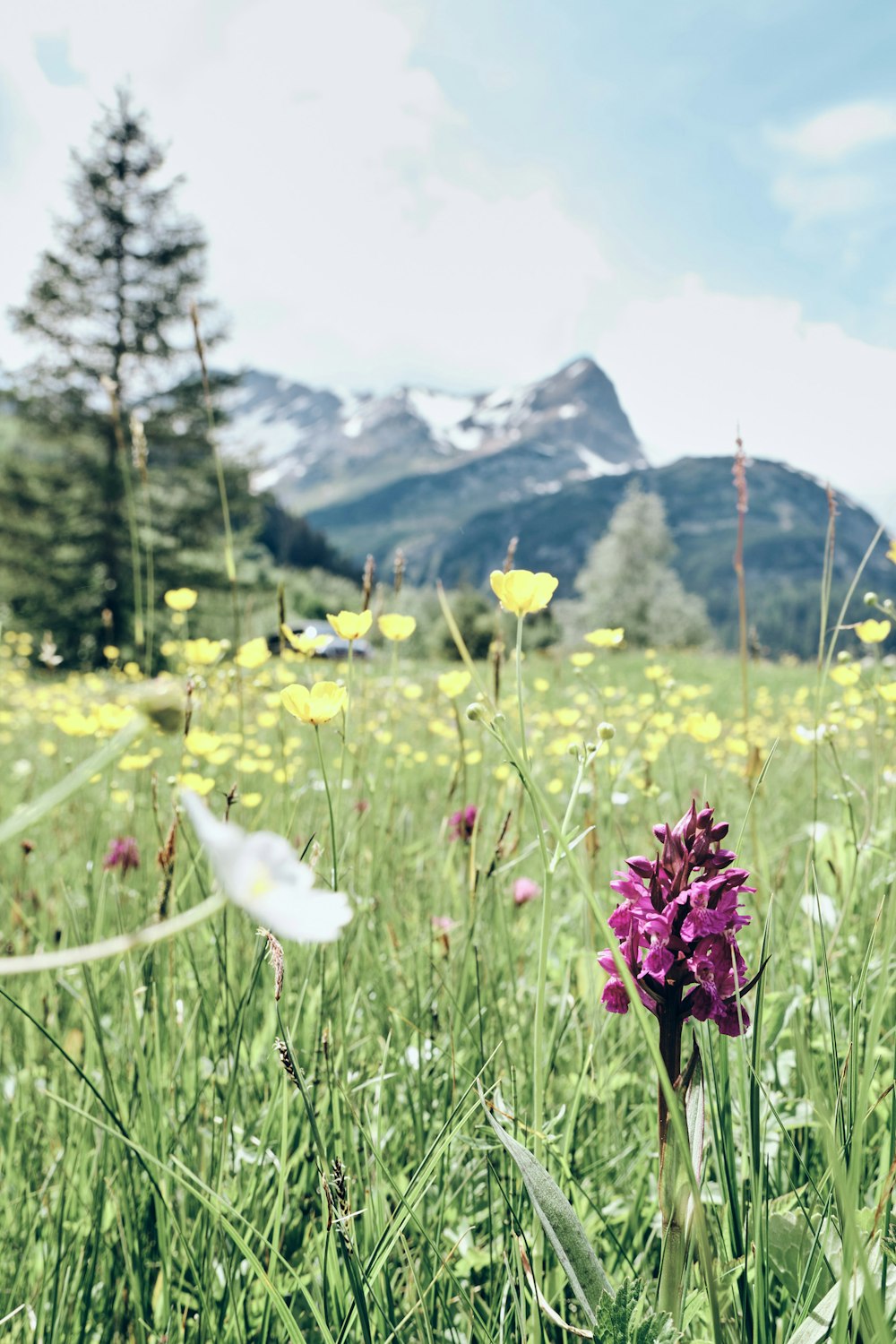 purple flower on green grass field during daytime