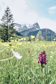 purple flower on green grass field during daytime
