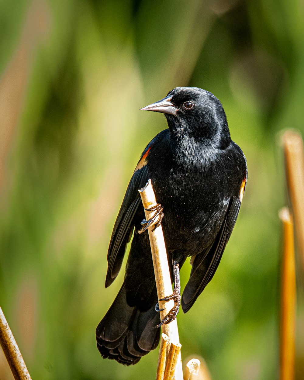 pájaro negro en la rama marrón de un árbol