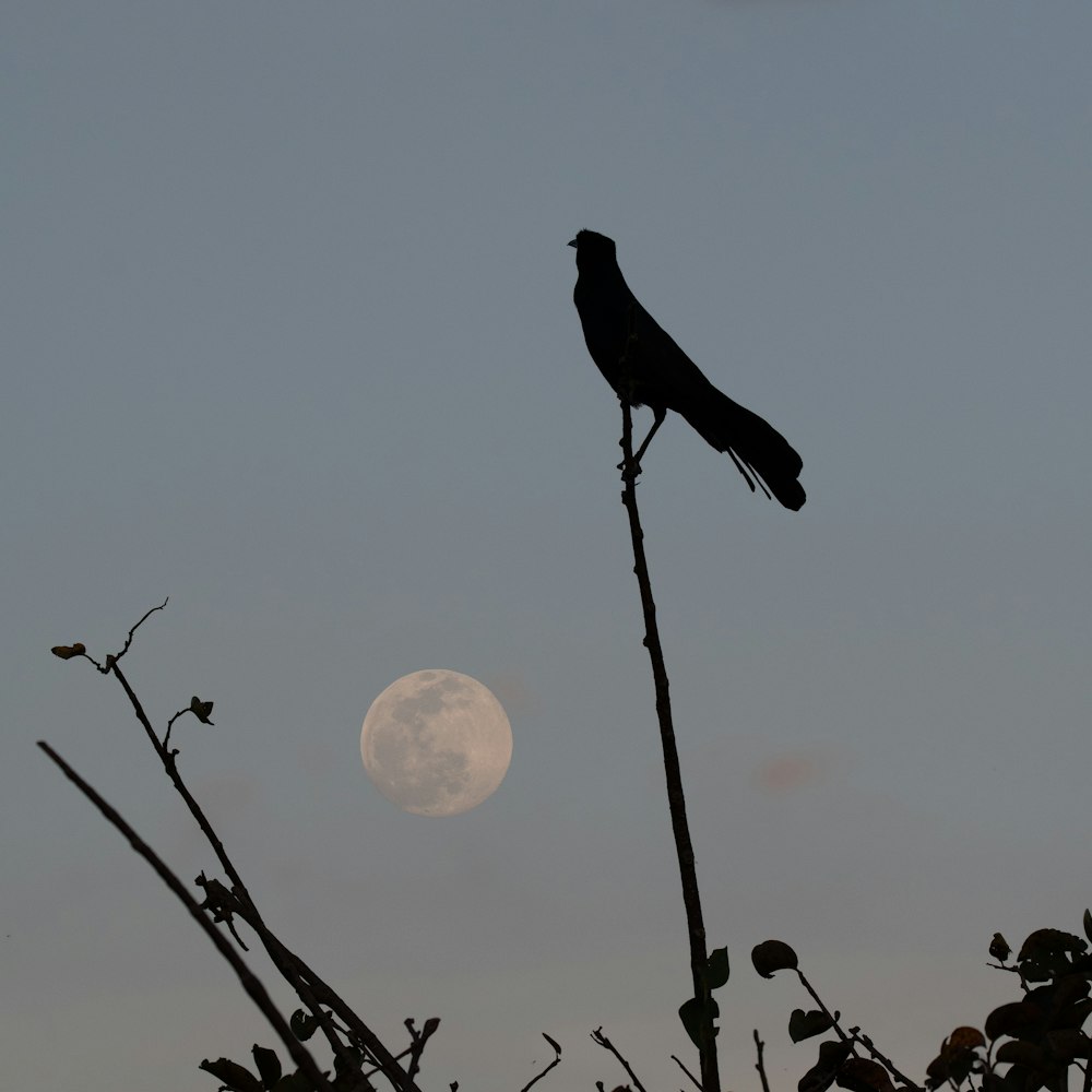 silhouette di uccello sul ramo dell'albero durante il tramonto