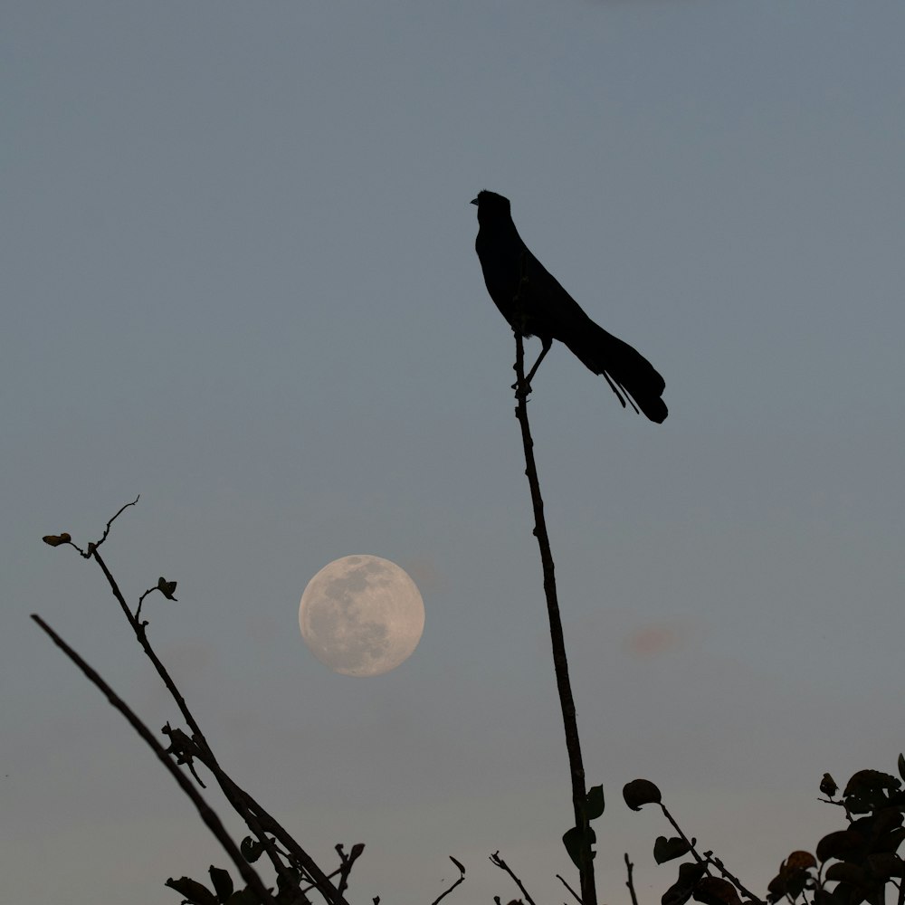 silhouette of bird on tree branch during sunset