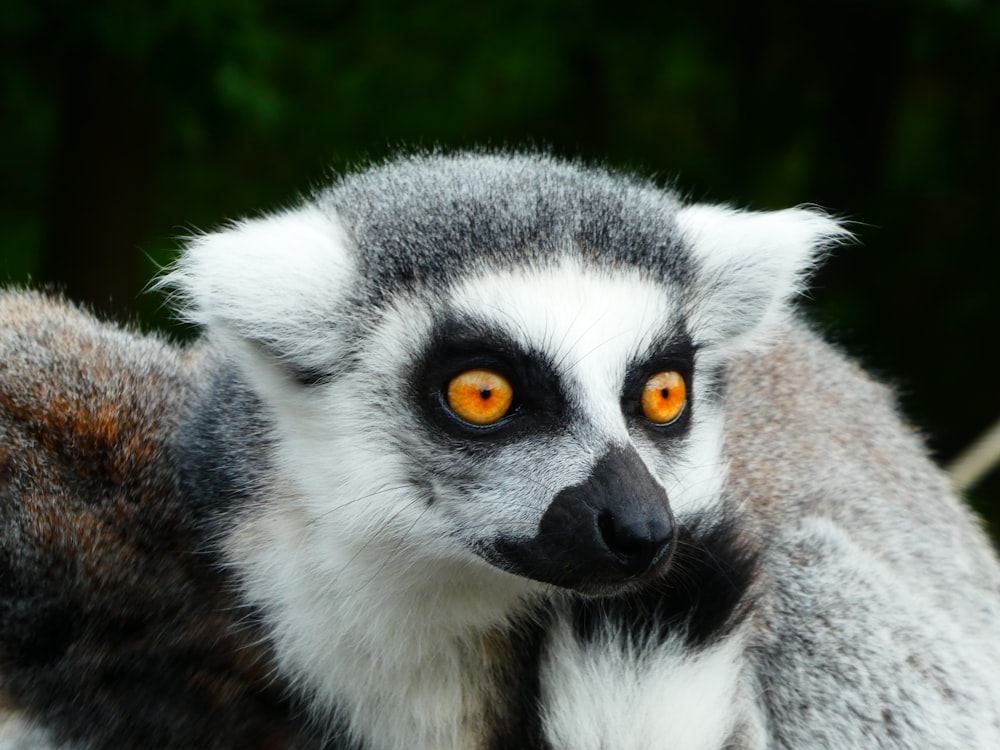 animale bianco e nero su erba verde durante il giorno