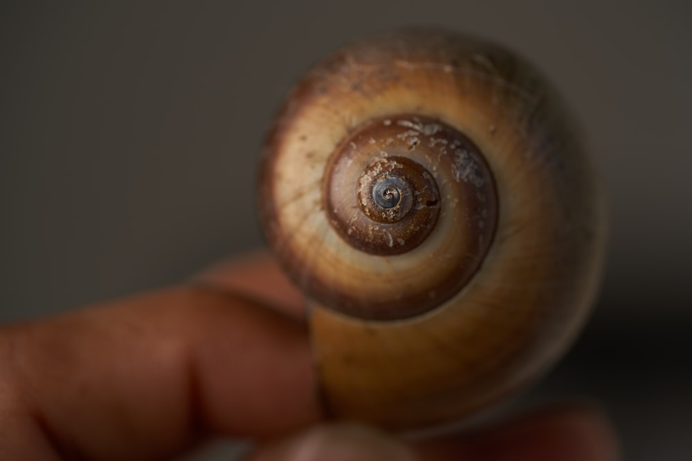 person holding brown and beige snail