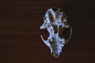 A bone skull lies on a dark wooden surface, showcasing intricate details and textures. The skull appears aged, with signs of weathering and natural wear, highlighting its bony structure vividly against the deep brown background.