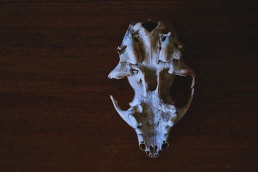 A bone skull lies on a dark wooden surface, showcasing intricate details and textures. The skull appears aged, with signs of weathering and natural wear, highlighting its bony structure vividly against the deep brown background.