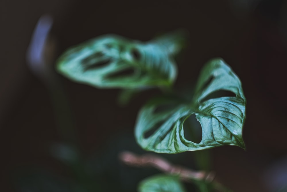 green leaf plant in close up photography