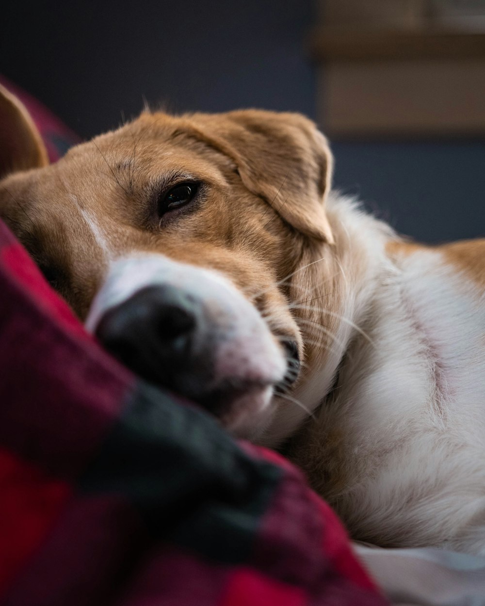 brown and white short coated dog lying on black and red textile