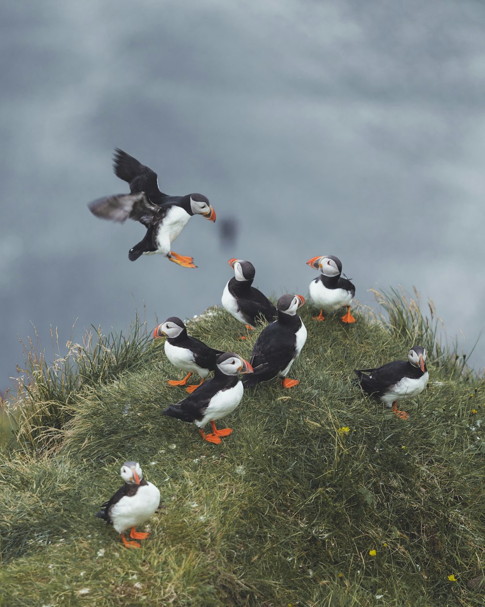 white and black birds on green grass during daytime