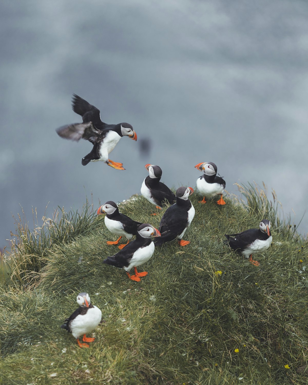 Puffin on cliff