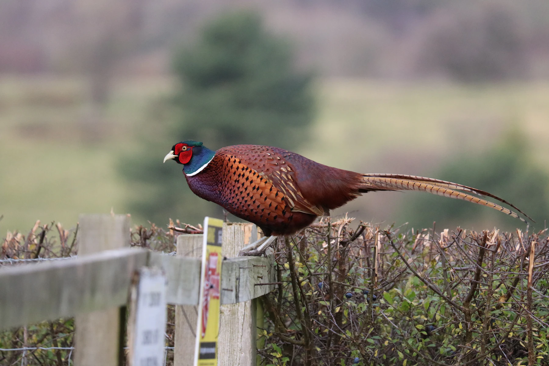 A cock pheasant perched on a wooden field fence above a hedge