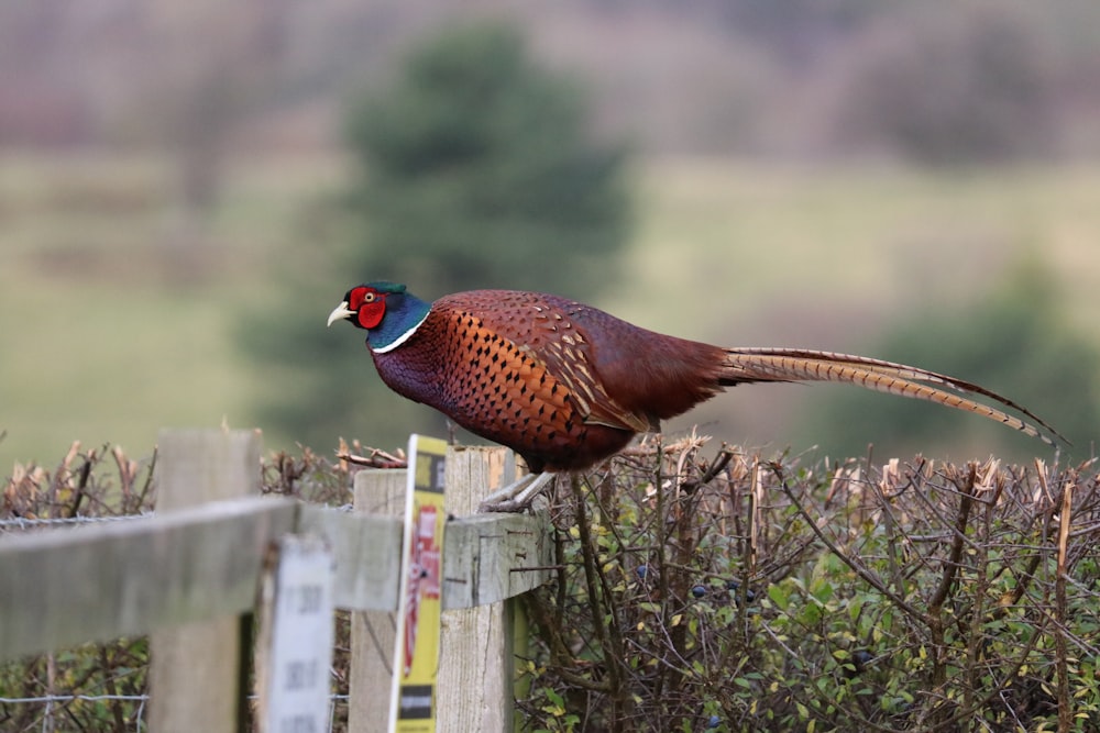 black and brown bird on white wooden fence during daytime