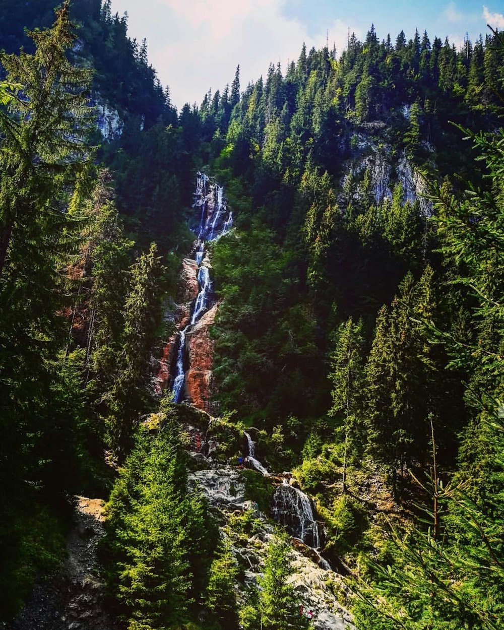 green pine trees on mountain during daytime