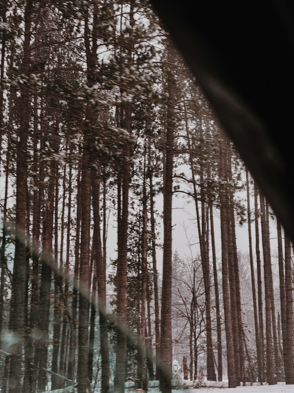 alberi marroni sulla foresta durante il giorno