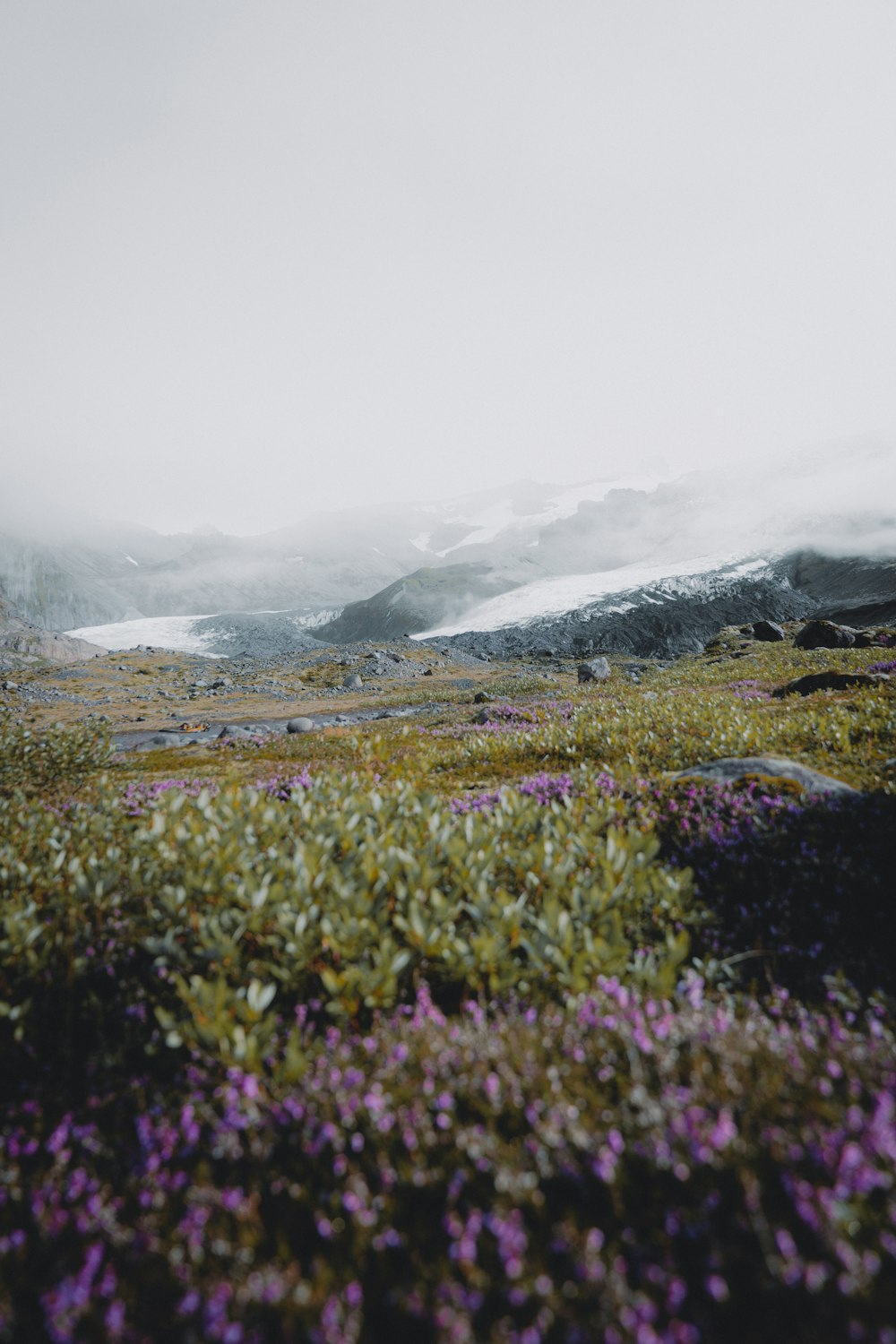 purple flower field near mountain during daytime