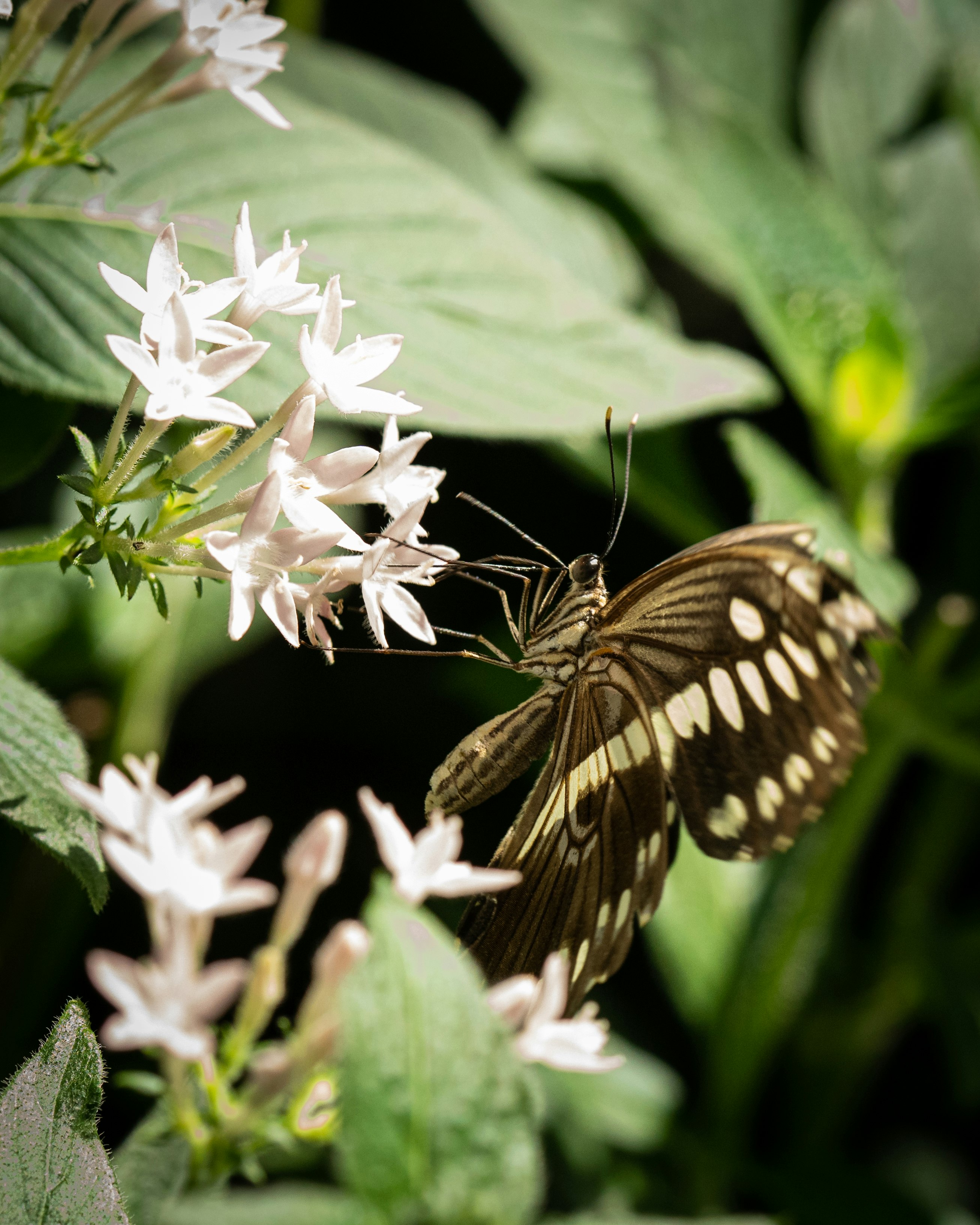 black and white butterfly perched on white flower