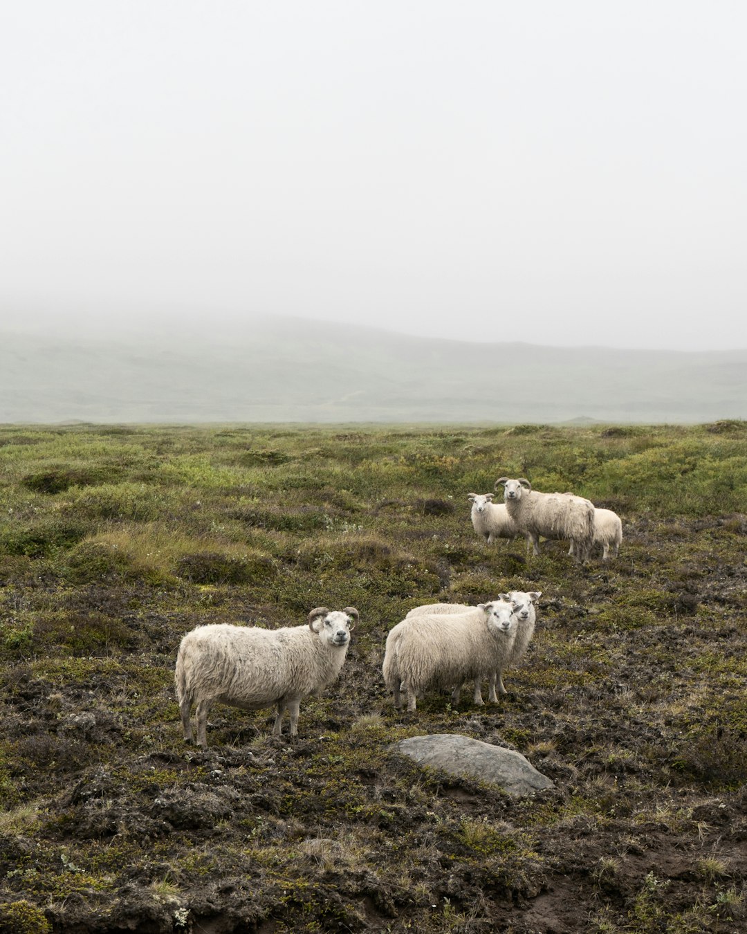 herd of sheep on green grass field during daytime