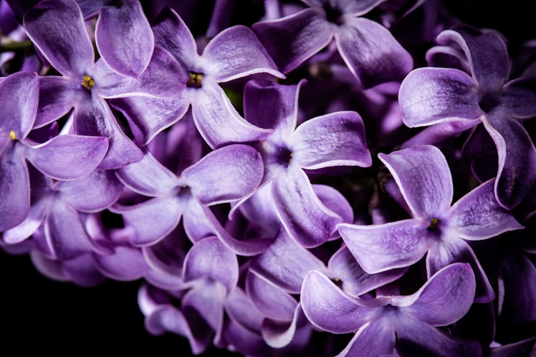 purple flower in close up photography