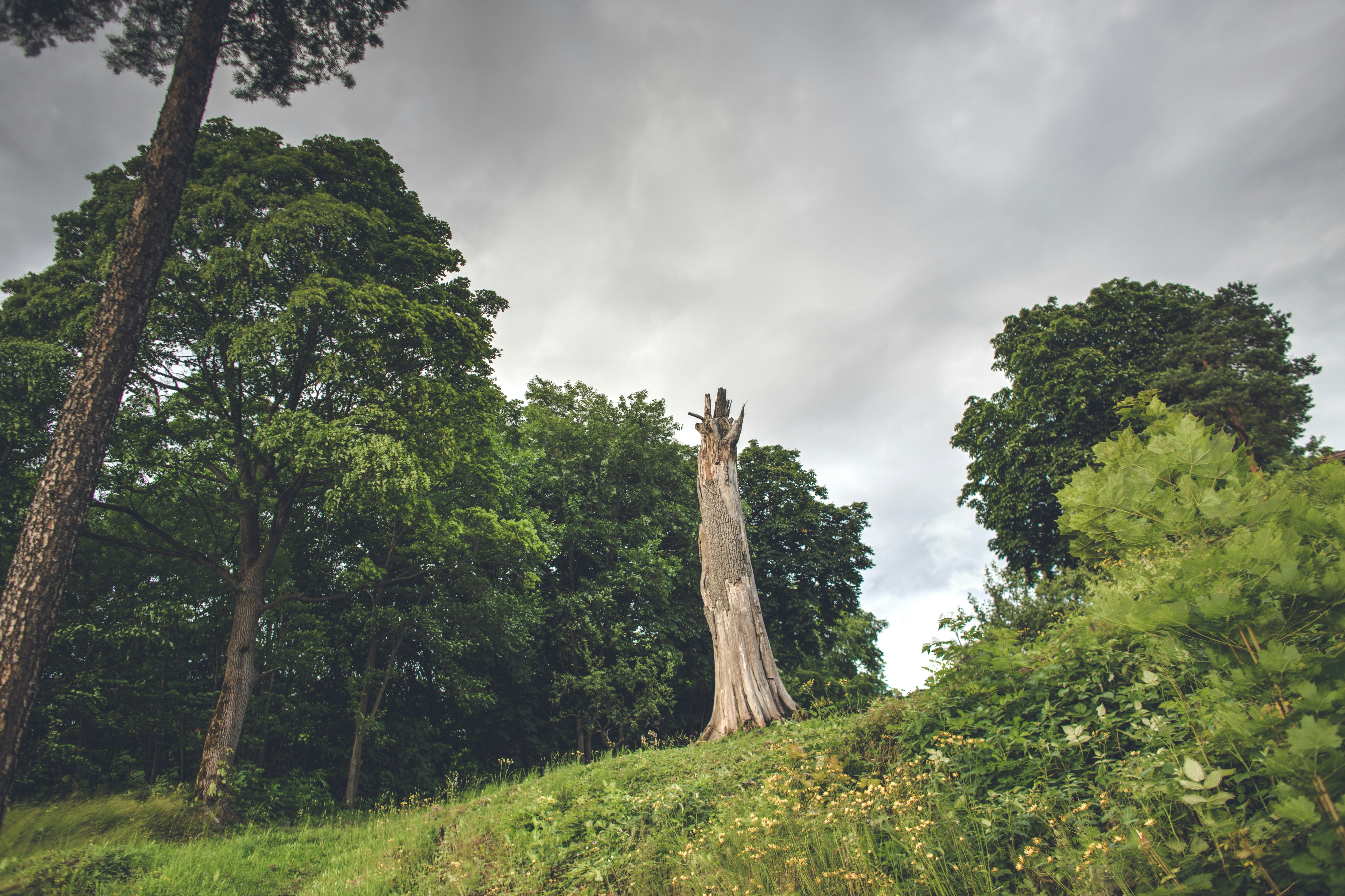 green grass field and trees under gray sky