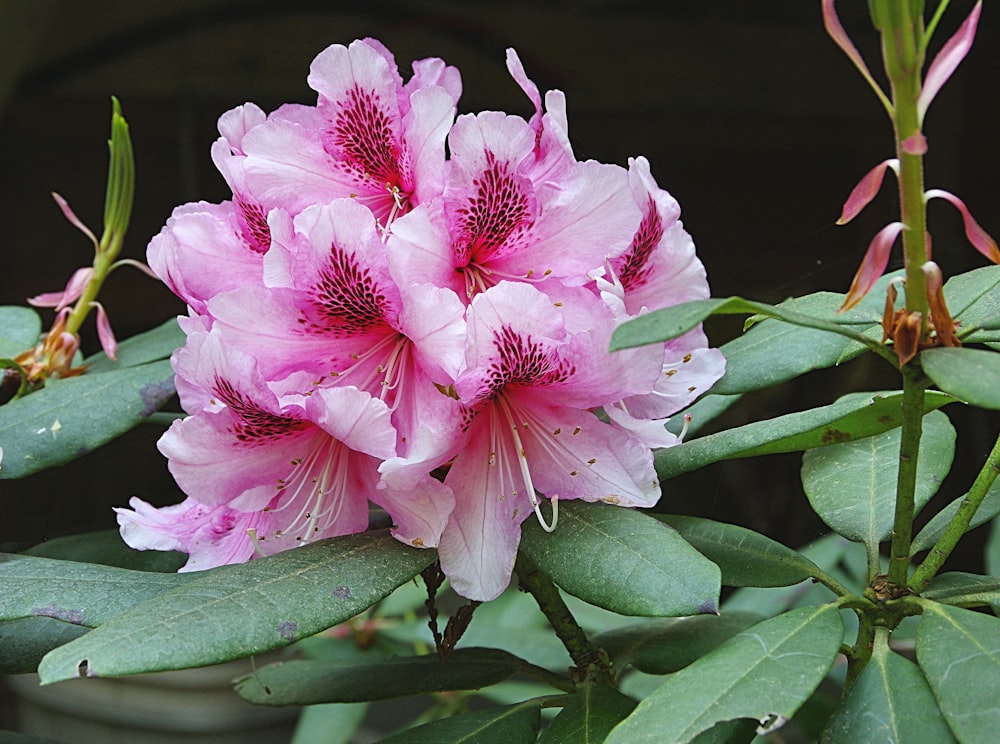 pink flower in macro shot