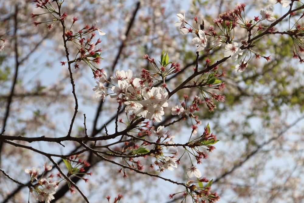 white cherry blossom in close up photography